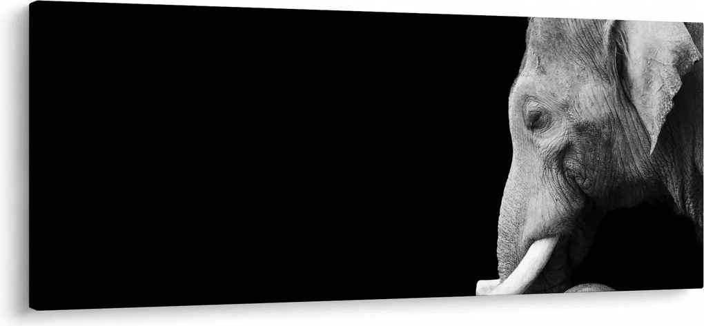 Obraz - Slon (120x50 cm)