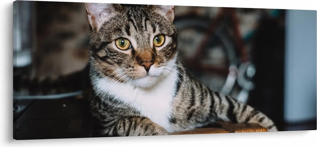 Obraz mačky (120x50 cm)