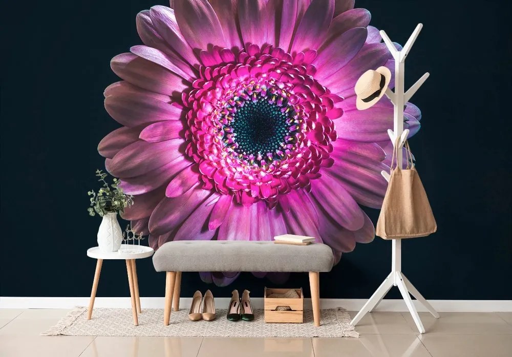 Tapeta purpurová gerbera - 150x100