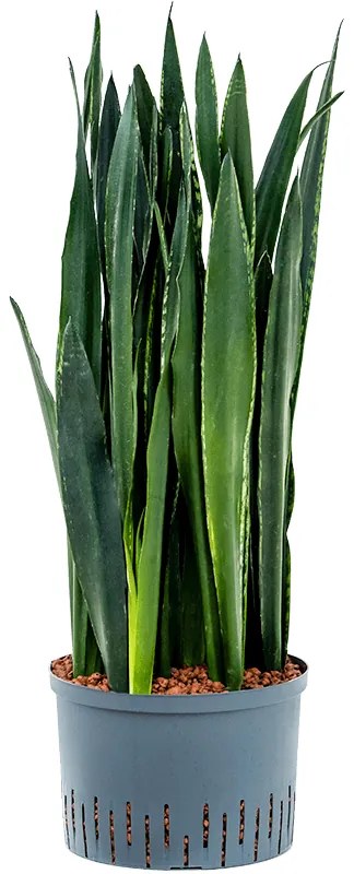 Sansevieria trifasciata 'Black Tiger' 28/19 výška  90 cm