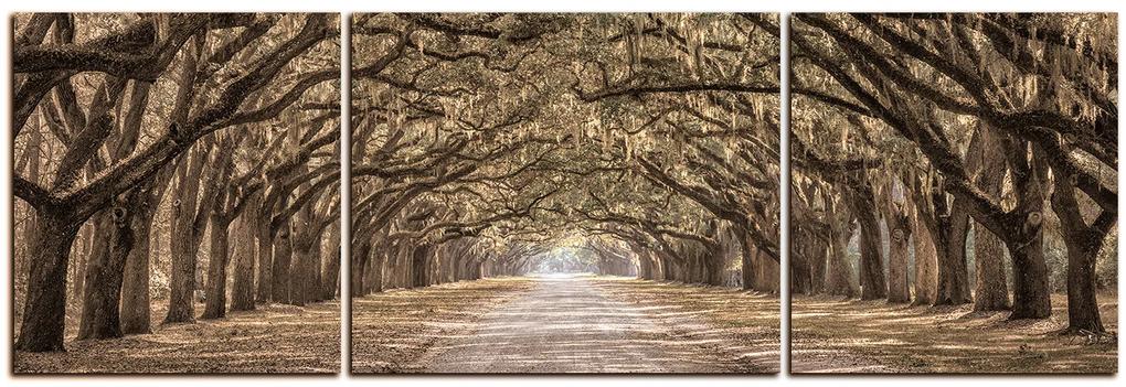 Obraz na plátne - Historické dubové stromy lemované poľnou cestou - panoráma 5239FC (120x40 cm)