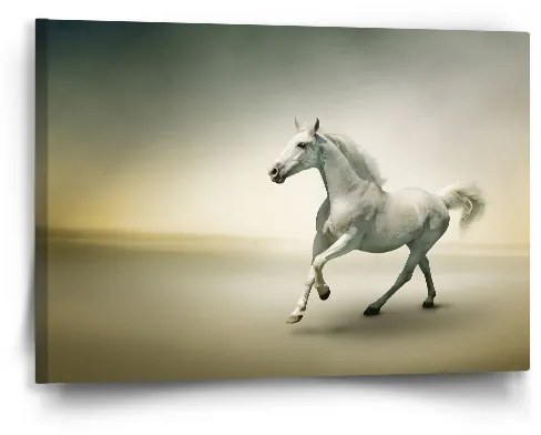 Sablio Obraz Biely kôň 2 - 60x40 cm