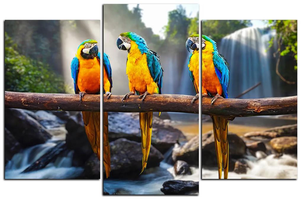 Obraz na plátne - Modro žlté Macaw 1232C (150x100 cm)