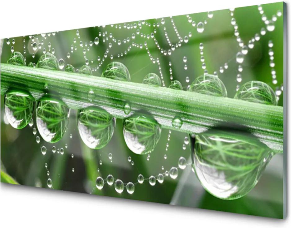 Obraz na akrylátovom skle Pavučina kvapka rastlina