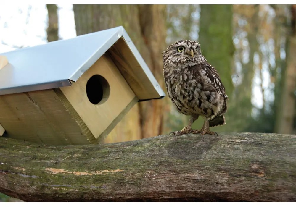 Drevená búdka pre sovu – Esschert Design