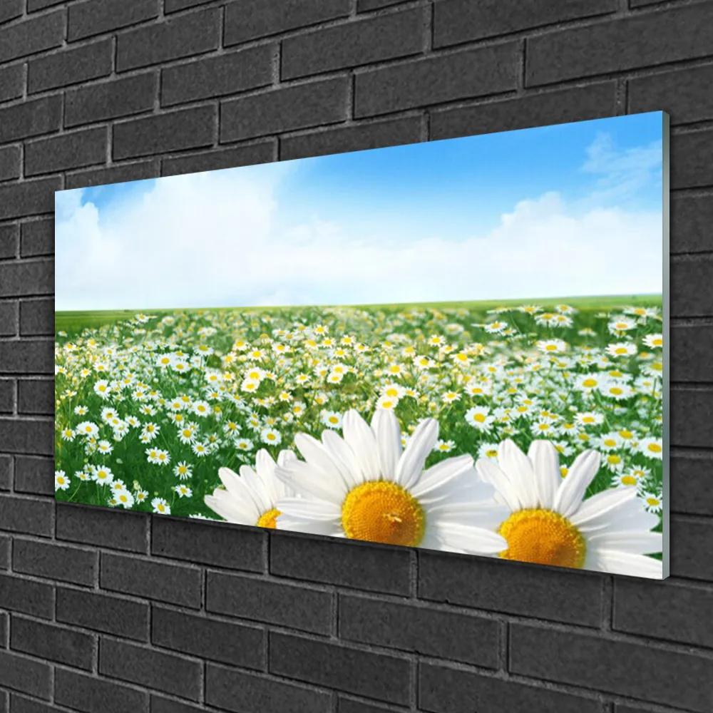 Skleneny obraz Sedmokrásky kvety lúka pole 120x60 cm
