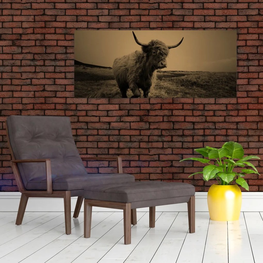 Obraz - Škótska krava v behu (120x50 cm)