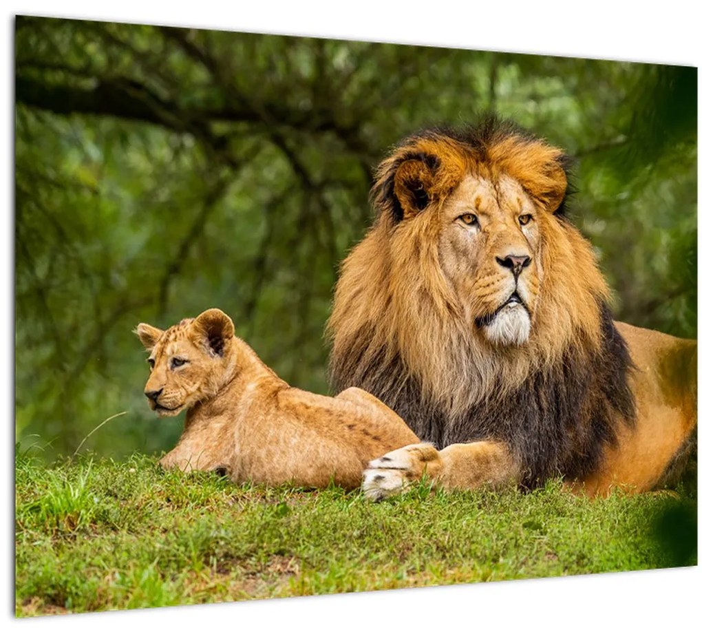 Sklenený obraz levov (70x50 cm)