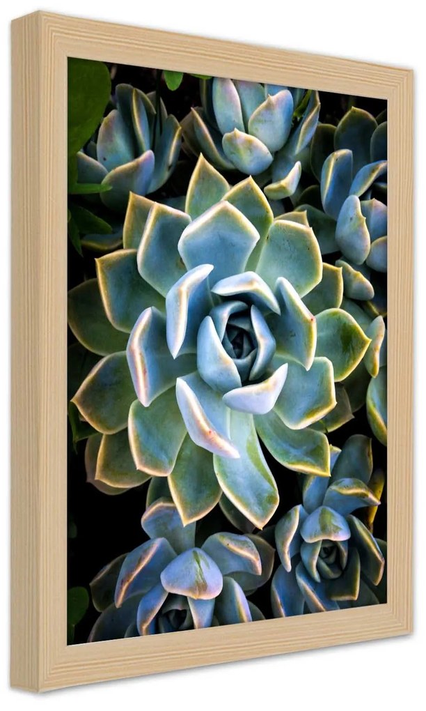 Gario Plagát Sukulentné so žltými okrajmi Farba rámu: Bez rámu, Rozmery: 30 x 45 cm