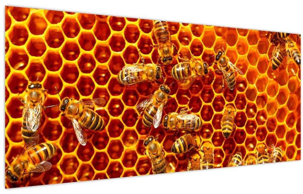 Obraz - Medový plást (120x50 cm)