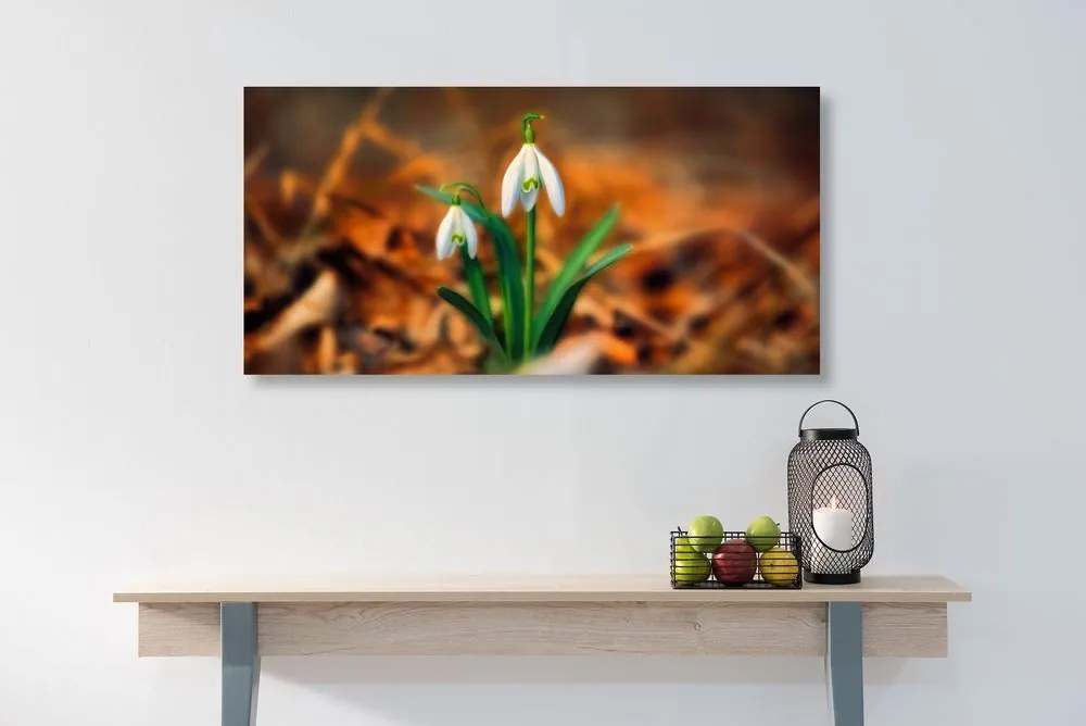 Obraz prvé snežienky - 100x50