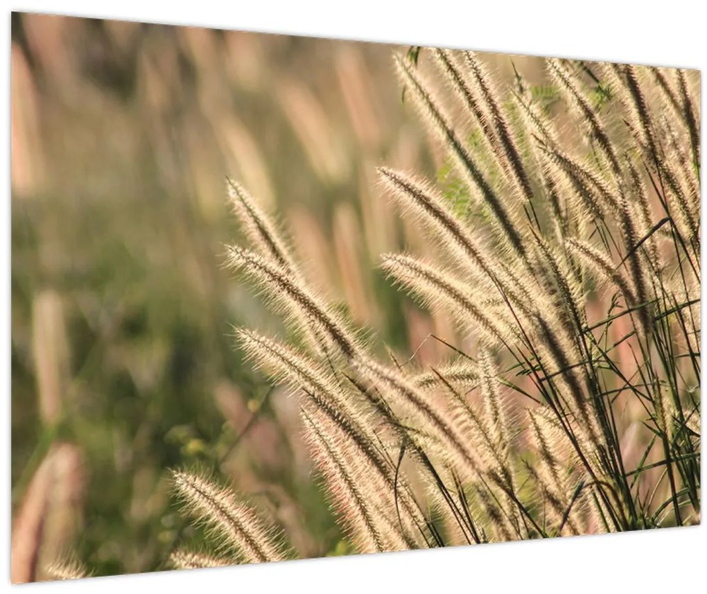 Obraz - Obilie (90x60 cm)