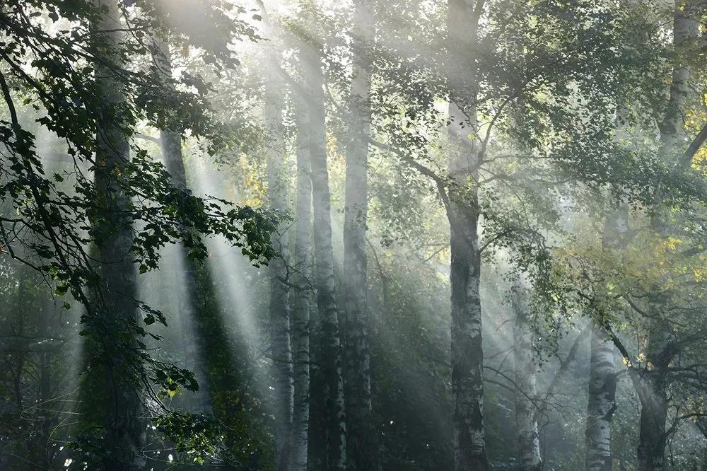 Samolepiaca fototapeta slnečné lúče v hmlistom lese - 150x270