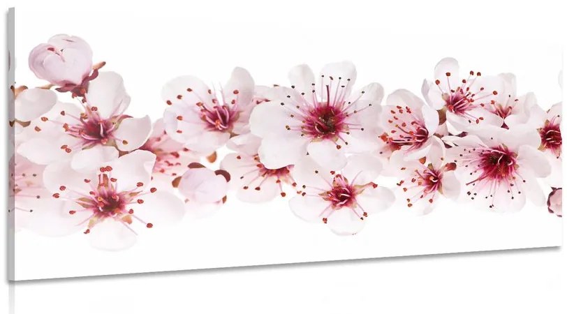 Obraz čerešňové kvety Varianta: 100x50