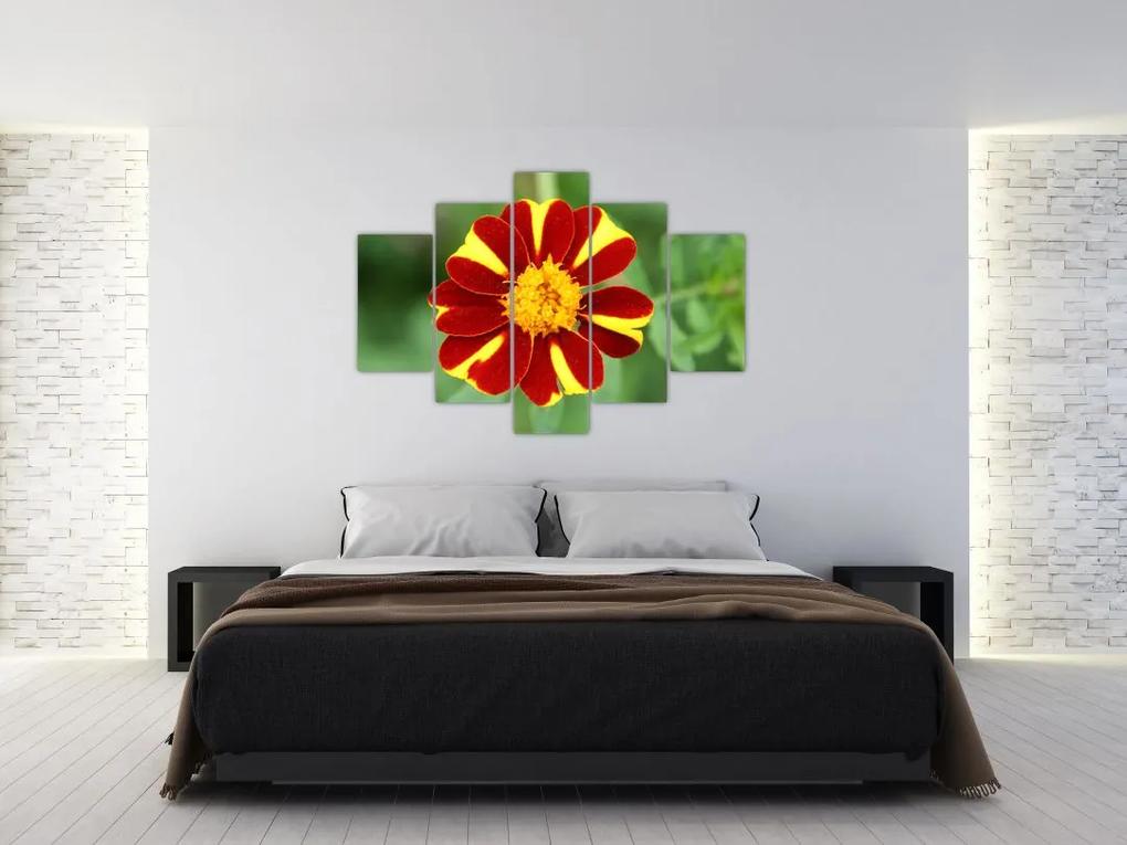 Obraz kvety na stenu