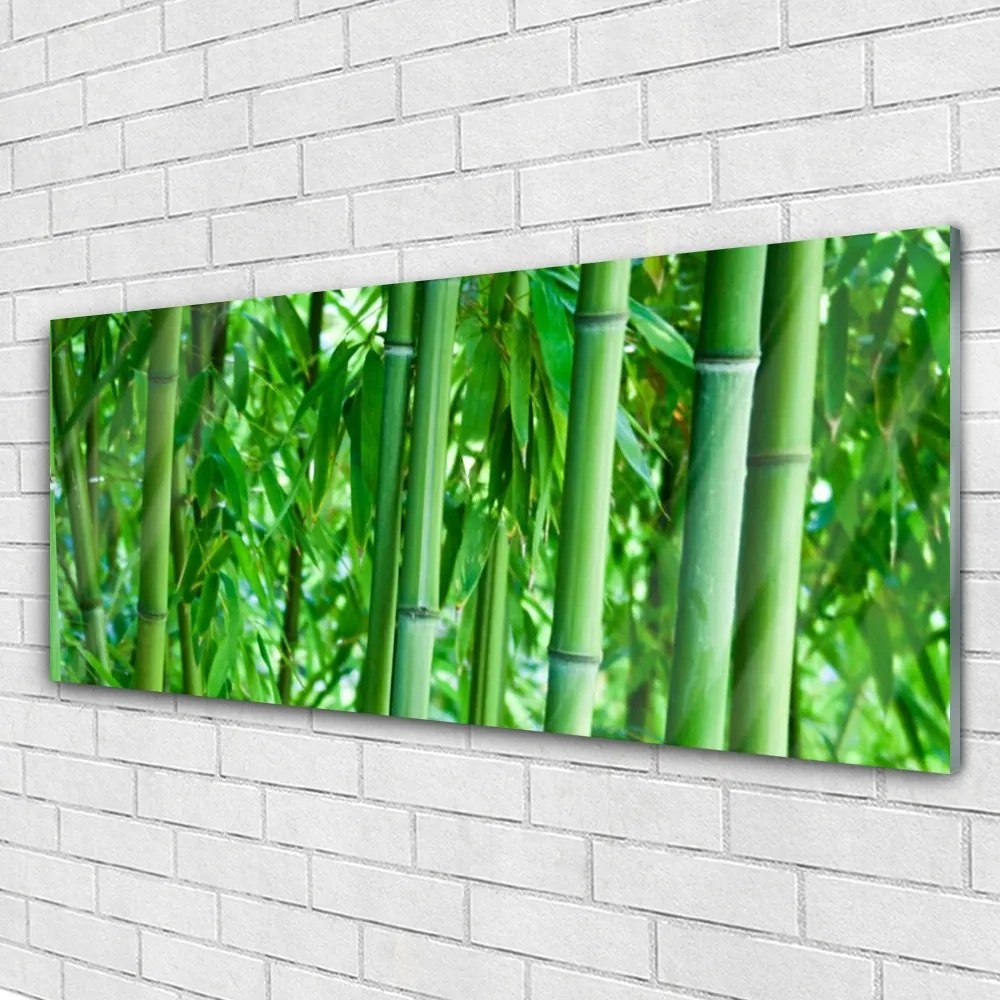 Obraz na akrylátovom skle Bambus stonka rastlina 125x50 cm