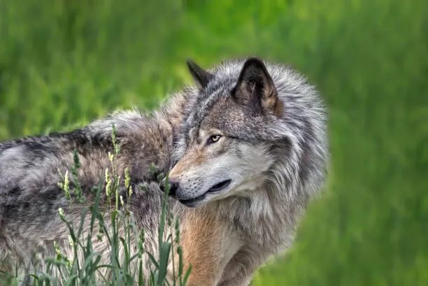 Umelecká fotografie Beautiful profile portrait of a Gray Wolf, Enn Li  Photography, (40 x 26.7 cm)