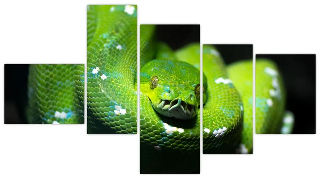 Obraz zvierat - had