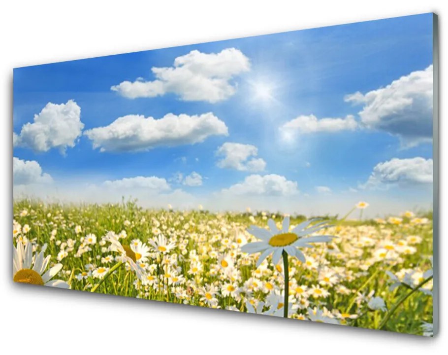 Skleneny obraz Lúka sedmokrásky príroda 125x50 cm