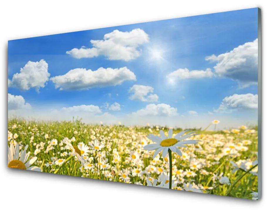 Skleneny obraz Lúka sedmokrásky príroda 140x70 cm