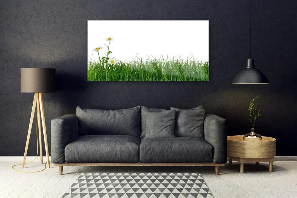 Obraz na akrylátovom skle Burina príroda rastlina 120x60 cm