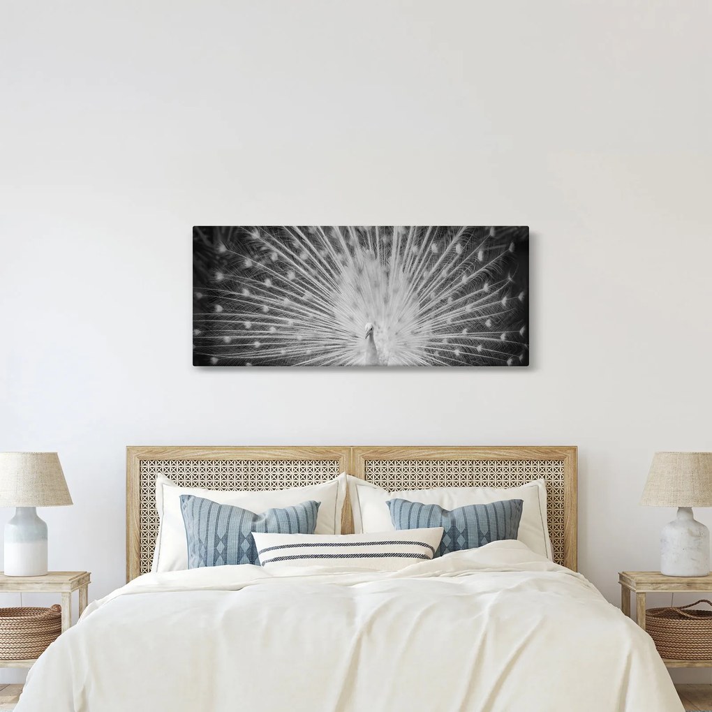 Obraz - Biely páv (120x50 cm)