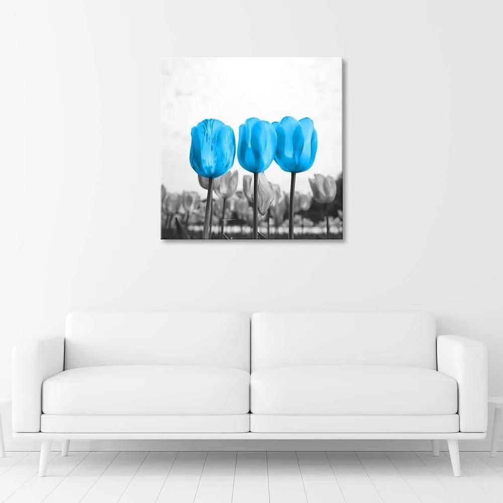 Obraz na plátně Květiny Tulipány Příroda Modrá - 60x60 cm