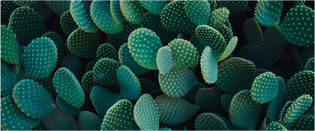 Obraz - Opuncie (120x50 cm)