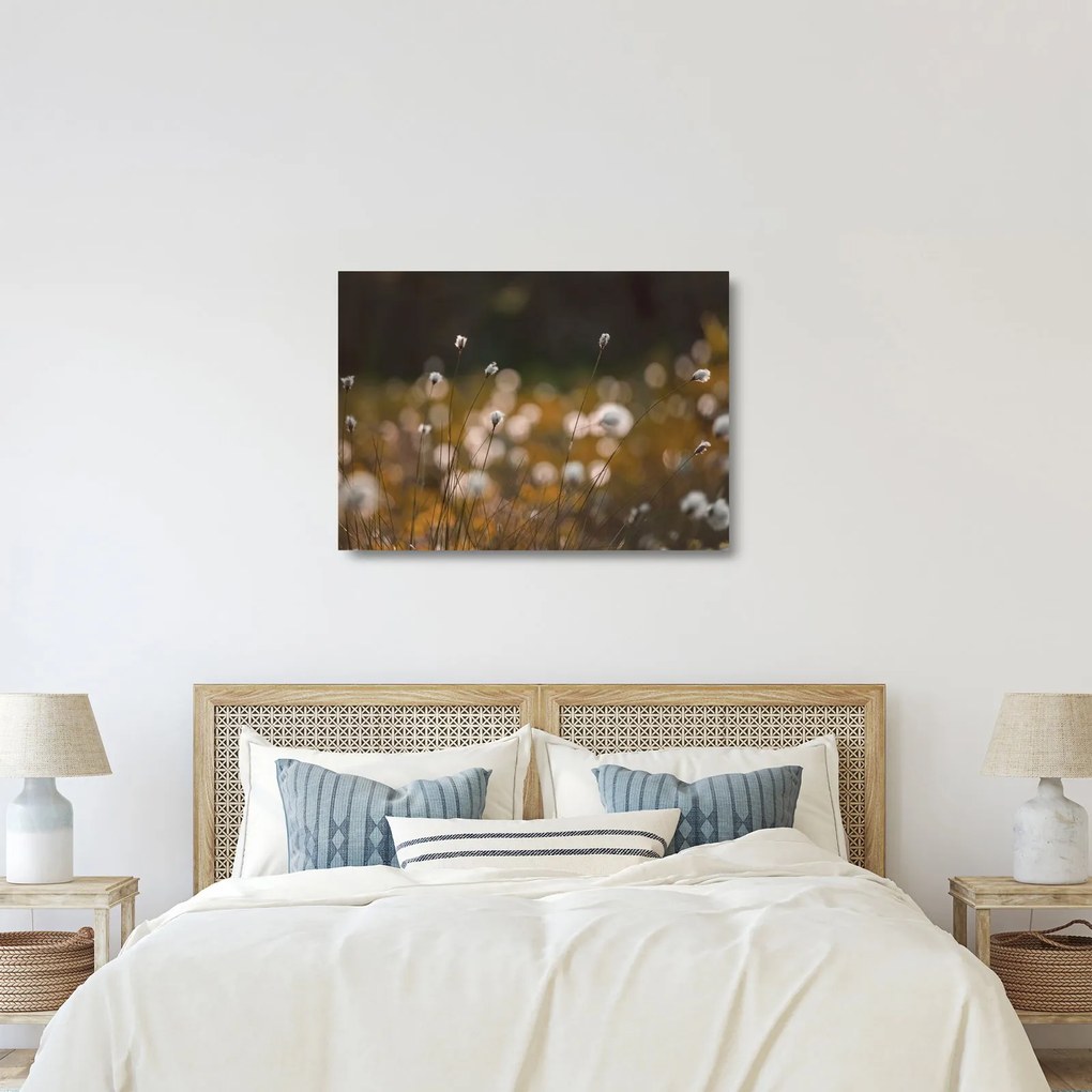Sklenený obraz - Lúka s cottongrass N⁰2 (70x50 cm)