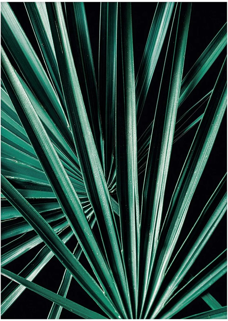 Plagát Dark Palm Tree