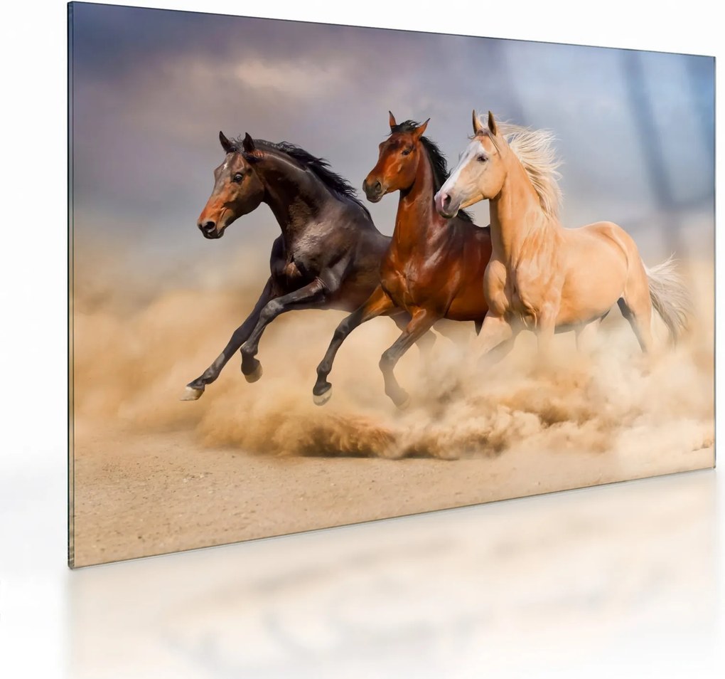 Sklenený obraz - Divé kone (70x50 cm)