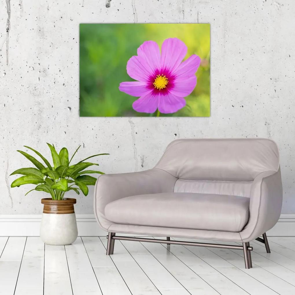 Sklenený obraz - lúčna kvetina (70x50 cm)