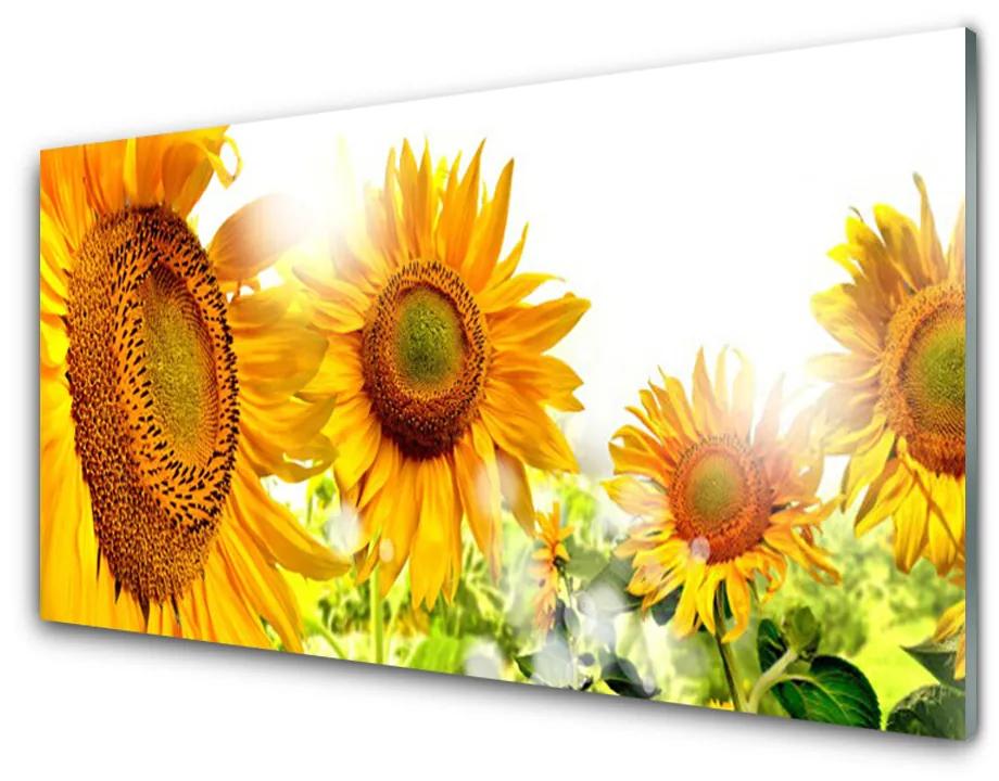Skleneny obraz Slnečnica kvet rastlina 140x70cm