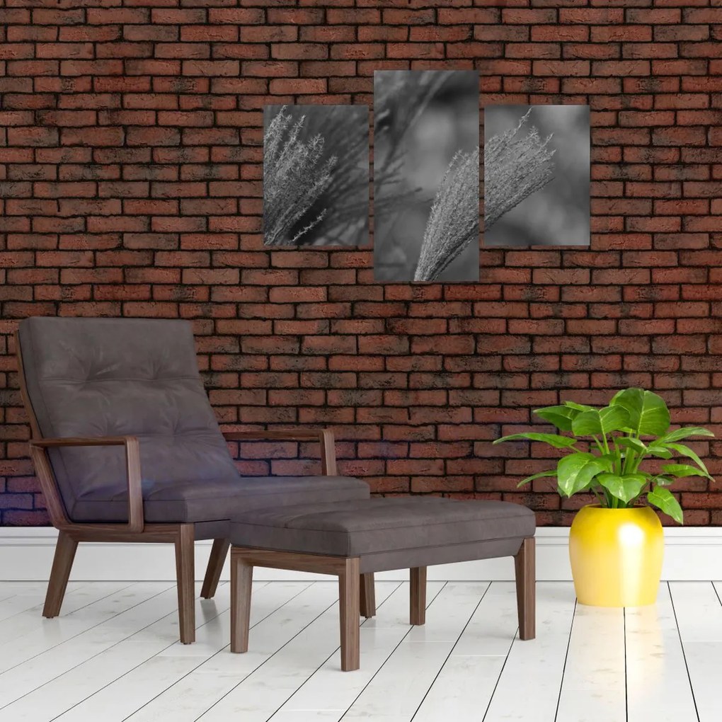 Obraz - Sušená pampová tráva (90x60 cm)