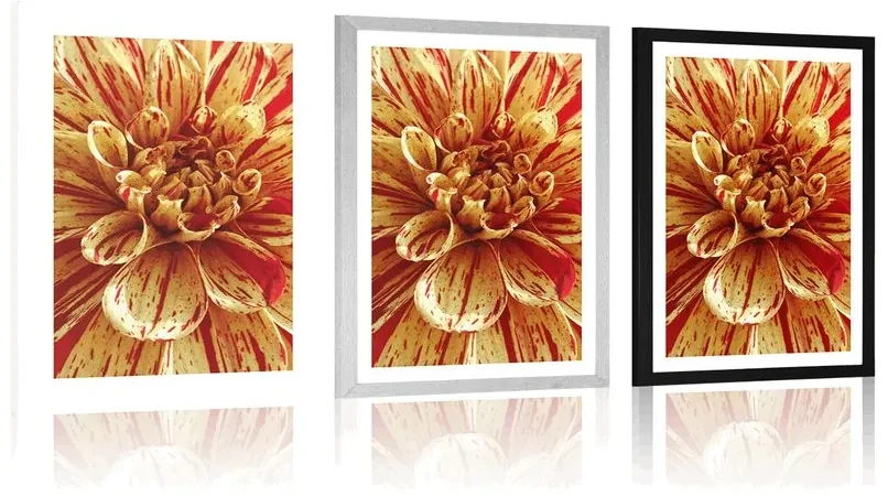 Plagát s paspartou exotická dália - 30x45 black
