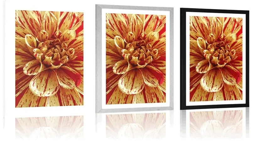 Plagát s paspartou exotická dália - 60x90 silver