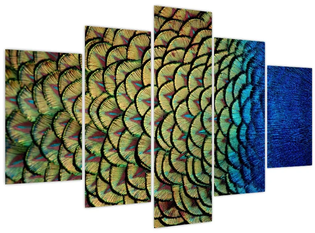 Obraz - Pávie perie (150x105 cm)