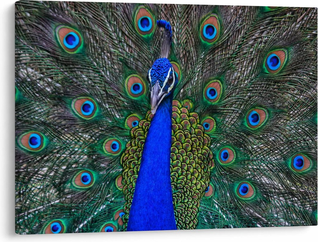 Obraz - Páv (70x50 cm)