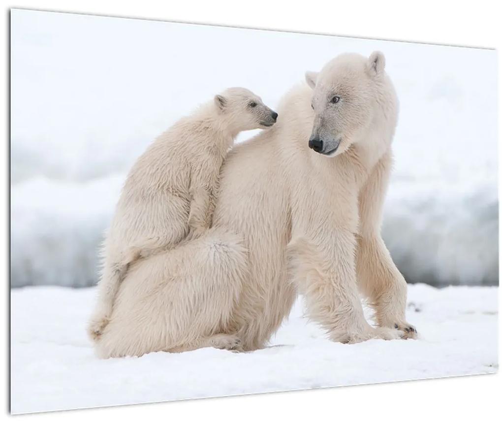 Obraz - Ľadové medvede (90x60 cm)