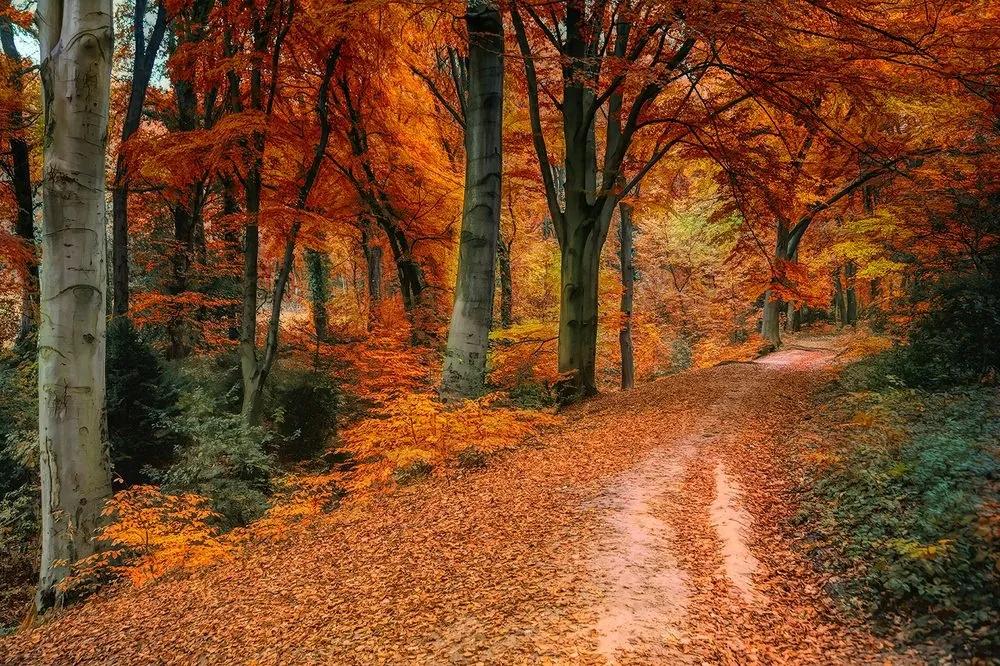 Fototapeta les v jesennom období - 300x200
