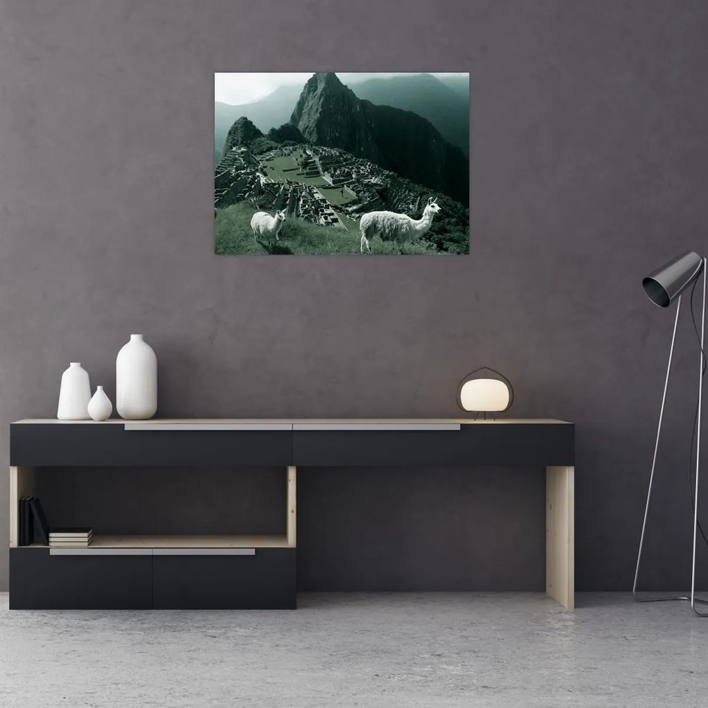 Sklenený obraz - Lamy na Machu Picchu v Peru (70x50 cm)
