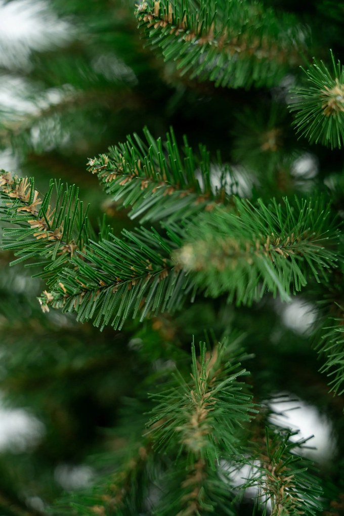 Limpol Jedľa Renata 2,40 m