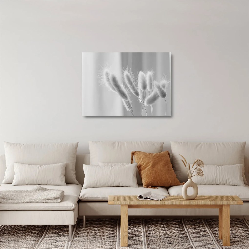 Sklenený obraz - Bunny tail grass (70x50 cm)