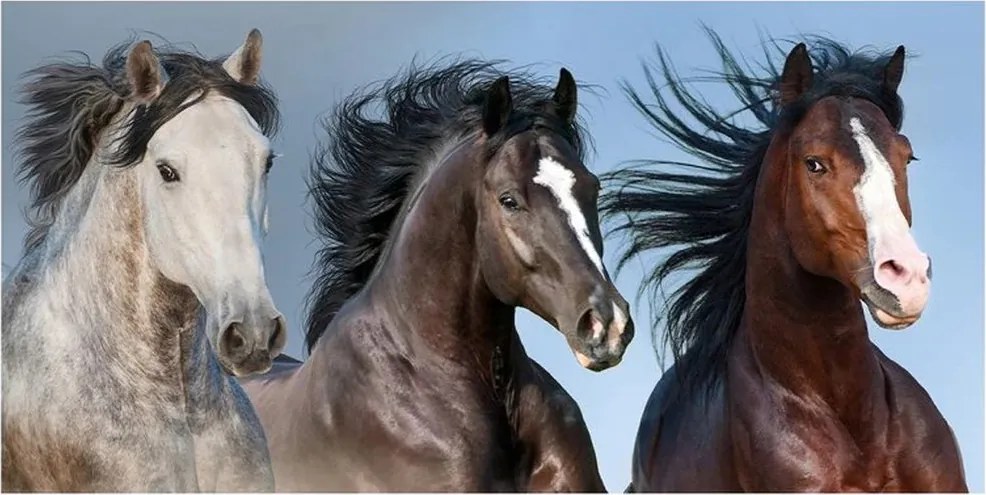 Bavlnená plážová osuška Divoké kone - 100% bavlna  s gramážou 350 g/m², rozmer 70 × 140 cm