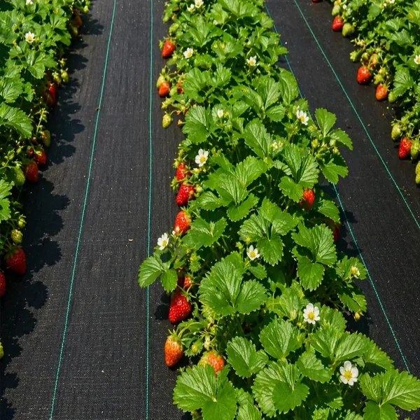 Čierna agrotextília proti burine 1 × 50 m, 70 g/m²