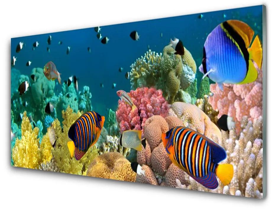 Obraz na skle Koralový útes príroda 120x60 cm