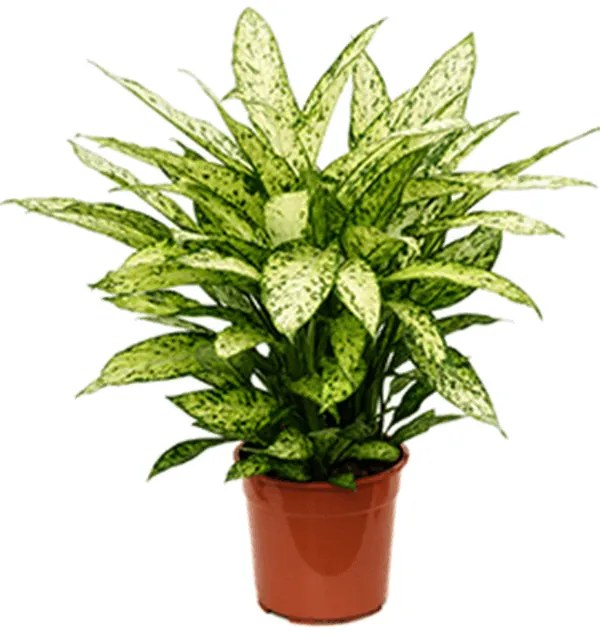 Dieffenbachia 'Vesuvius' bush 27x70 cm