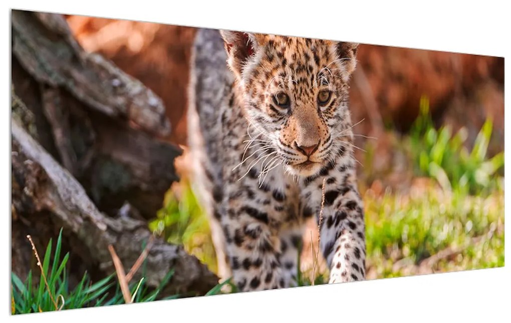 Obraz malého geparda (120x50 cm)