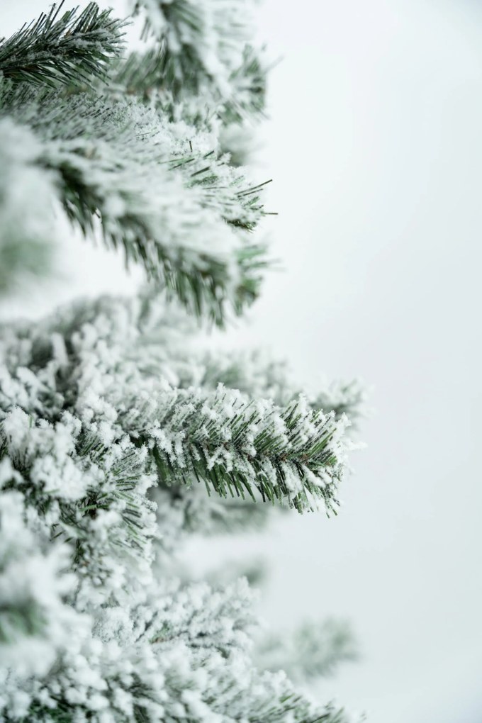 Limpol Vianočný stromček Jedľa Karolína – zasnežená Výška stromčeka: 240 cm