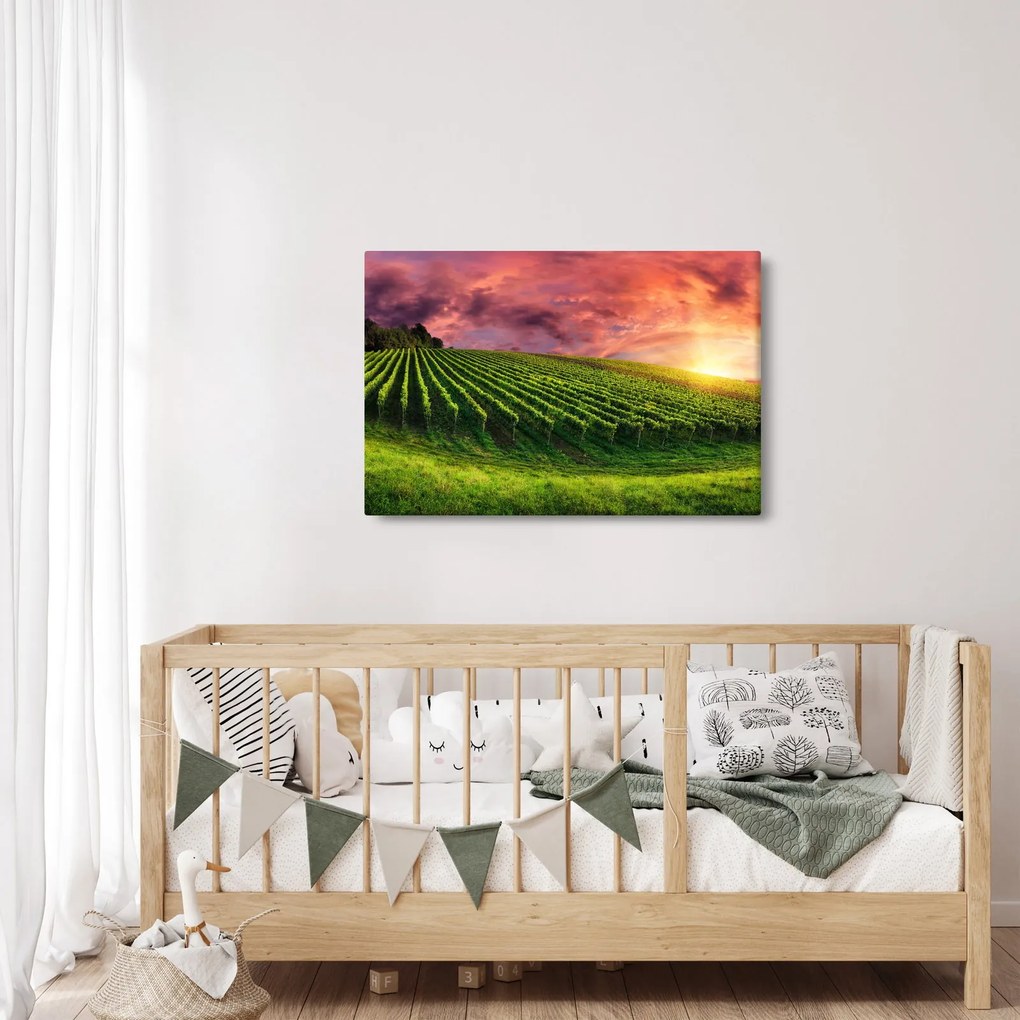 Obraz vinice s farebným nebom (90x60 cm)